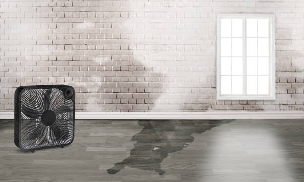 Best Water damage cleanup near me  in Avon, MN